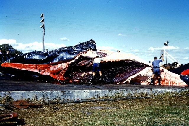 Whaling Station