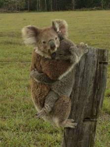 1377603_675468329139591_404023977_n