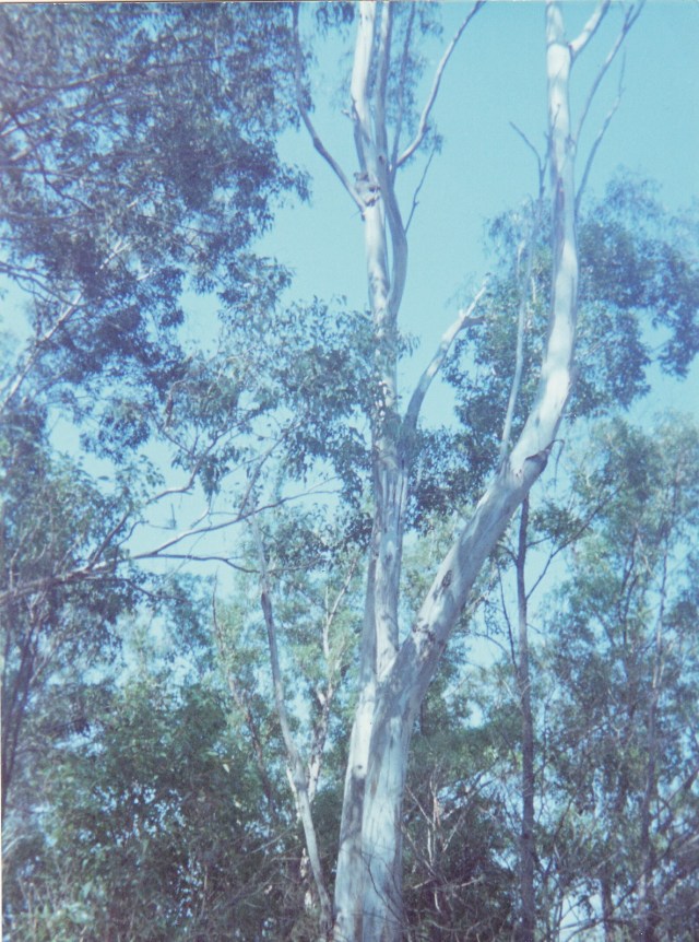 koala asleep in the tree