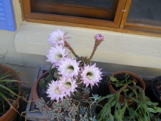 © irene waters 2013