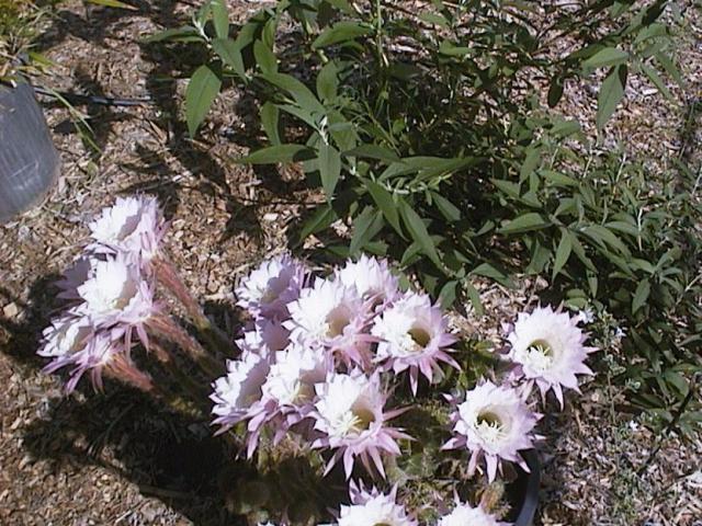 © irene waters 2013