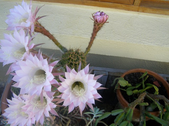 © irene waters 2013