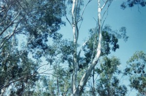 ©irene waters 2013 koala in tree