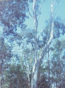 ©irene waters 2013 koala in tree