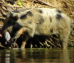 similar pig (but mine was even uglier) taken by Christopher Hume Invasive Animals CRC