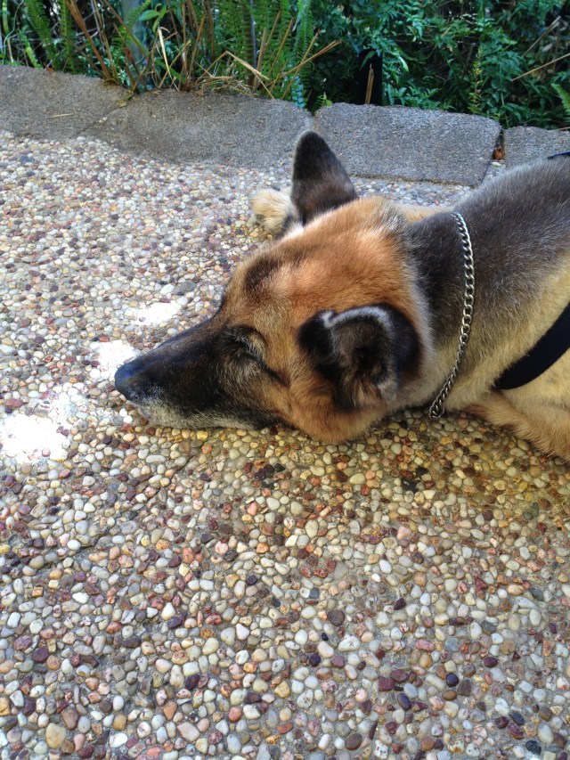 © irene waters 2013