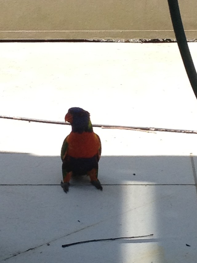 © irene waters 2014