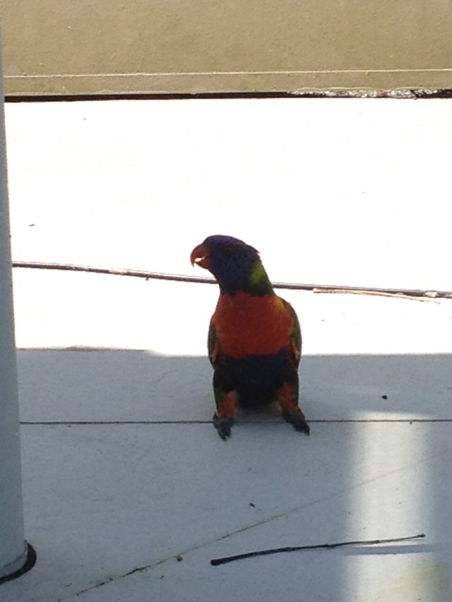 © irene waters 2014