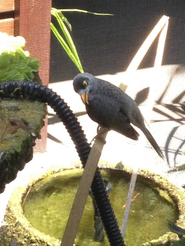 © irene waters 2014