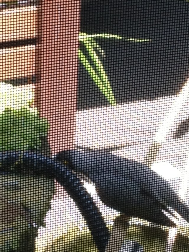 © irene waters 2014