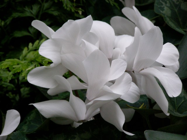 OLYMPUS DIGITAL CAMERA