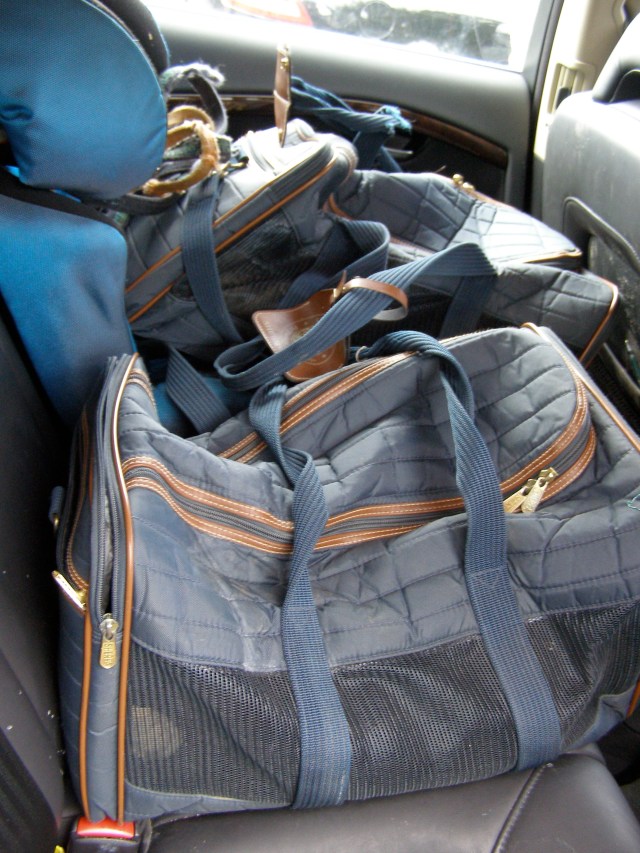 Dogs in their baskets ©irene waters 2013