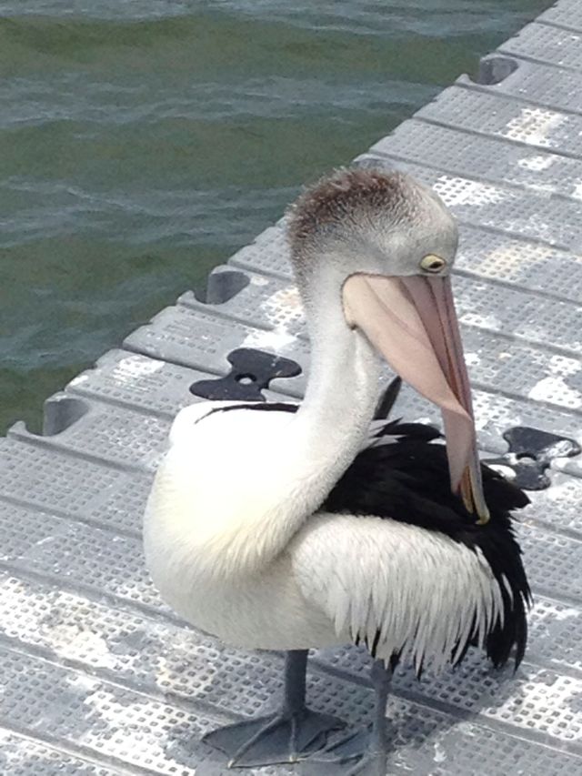 © irene waters 2013