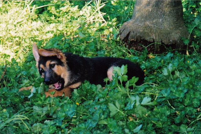 © irene waters 2014