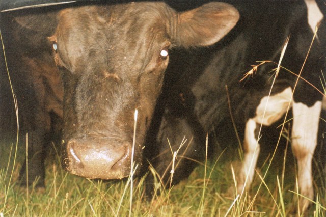 © irene waters 2014