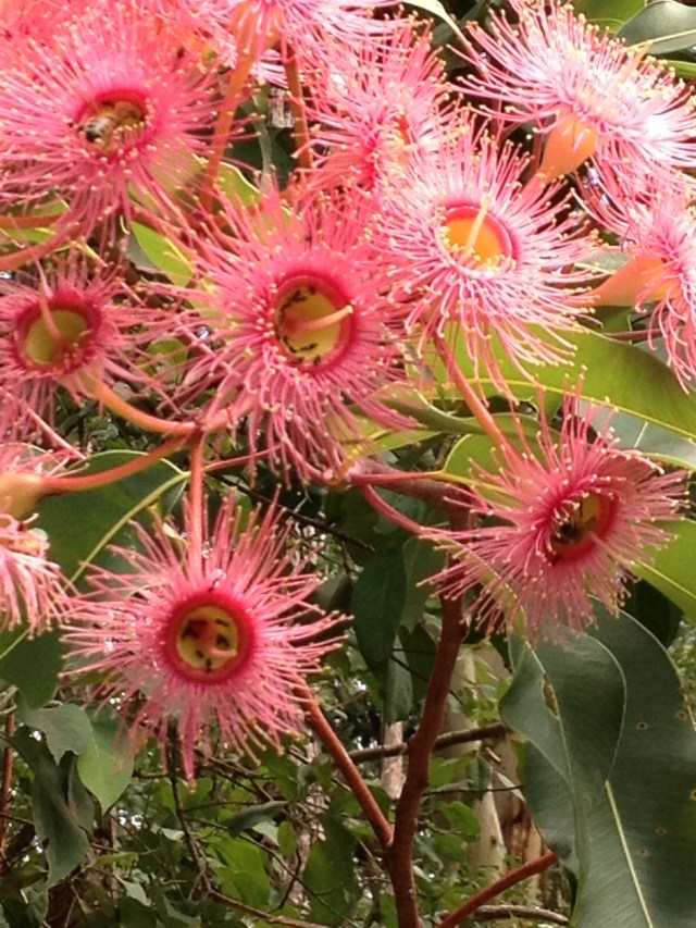 © irene waters 2014