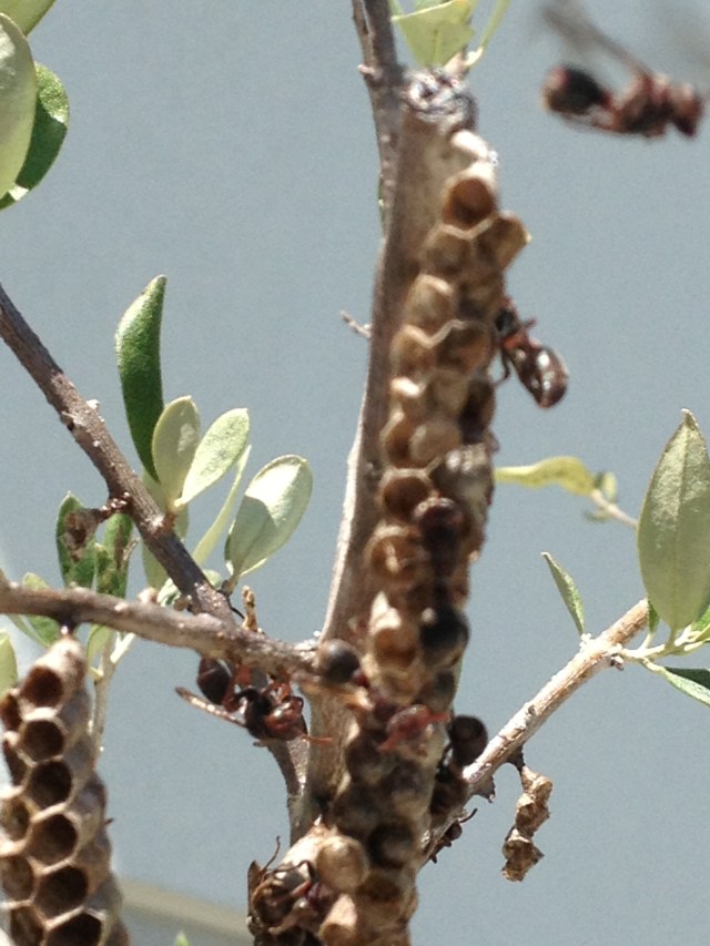 © irene waters 2014