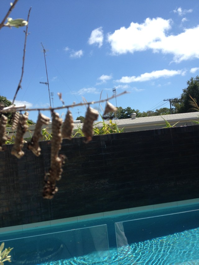 © irene waters 2014