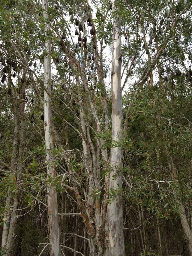 © irene waters 2014