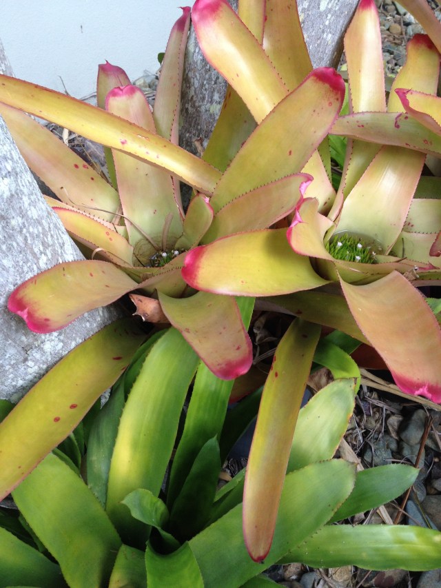 © irene waters 2014