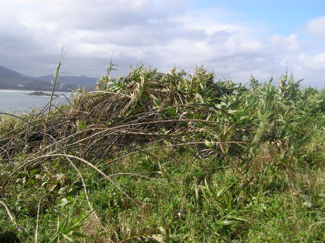 © irene waters 2014