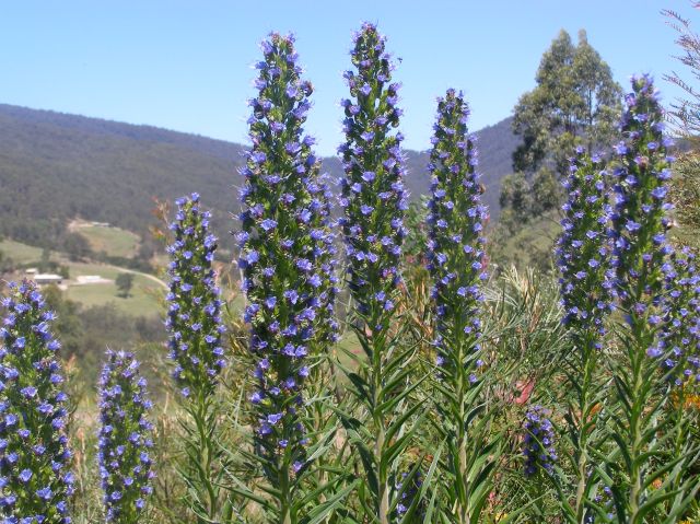 © irene waters 2014