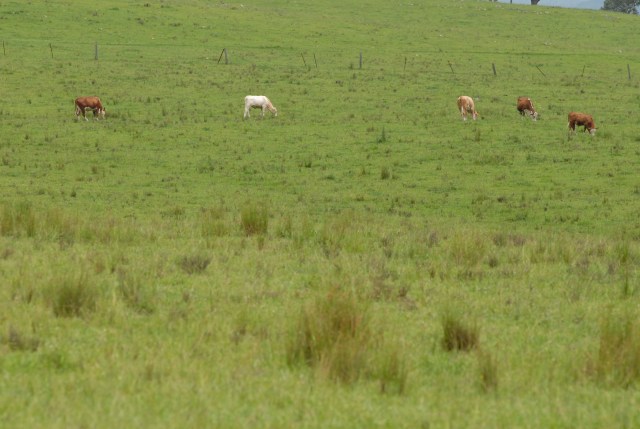 © irene waters 2014