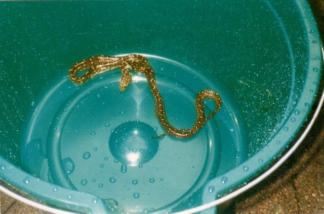 © irene waters 2014