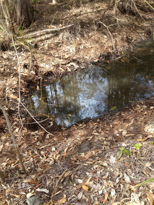 © irene waters 2014