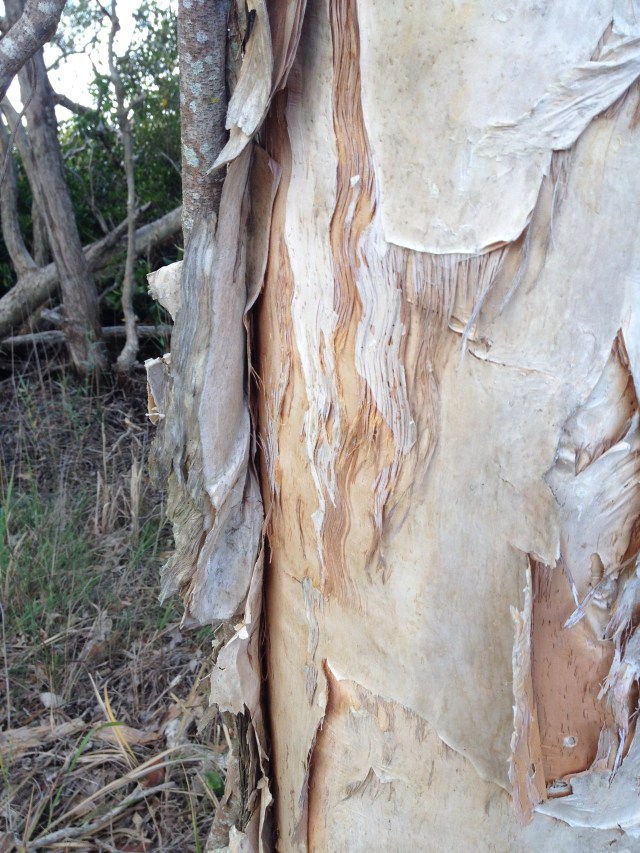 © irene waters 2014