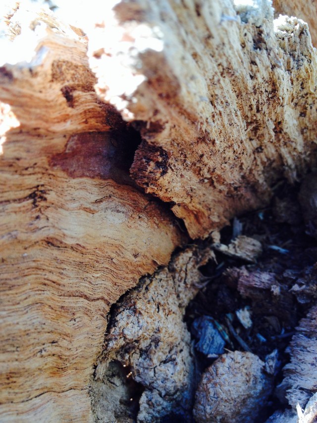 © irene waters 2014