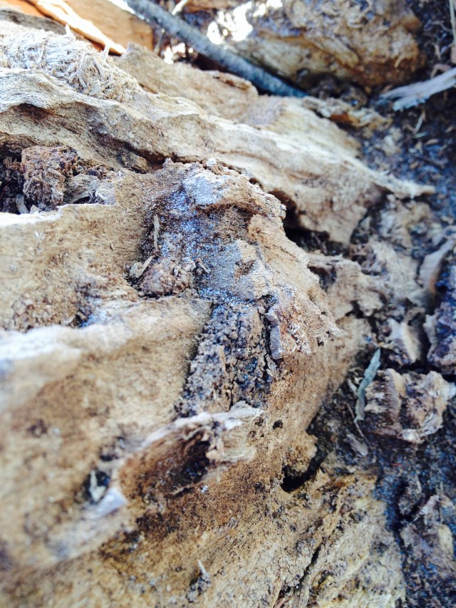 © irene waters 2014