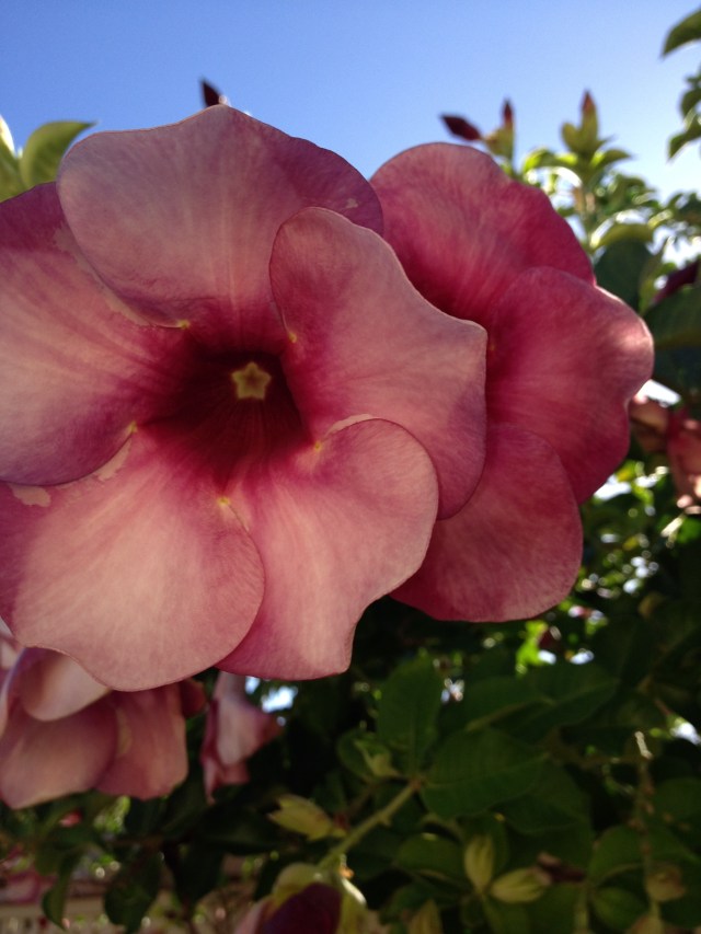 © irene waters 2014