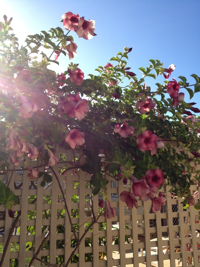 © irene waters 2014