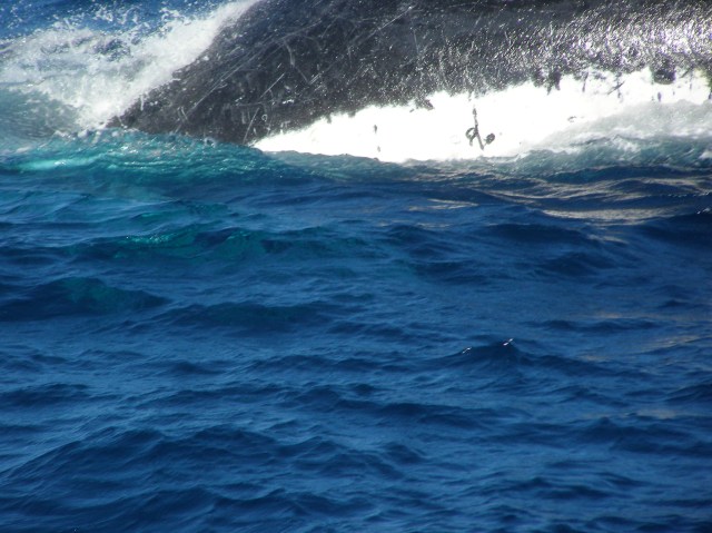 © irene waters 2014