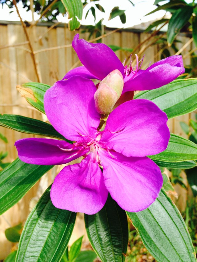 © irene waters 2014