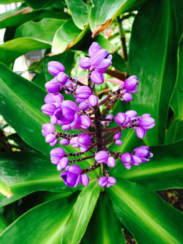 © irene waters 2014