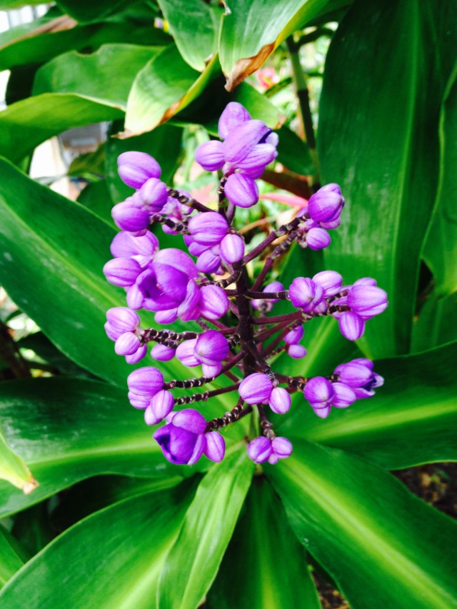 © irene waters 2014