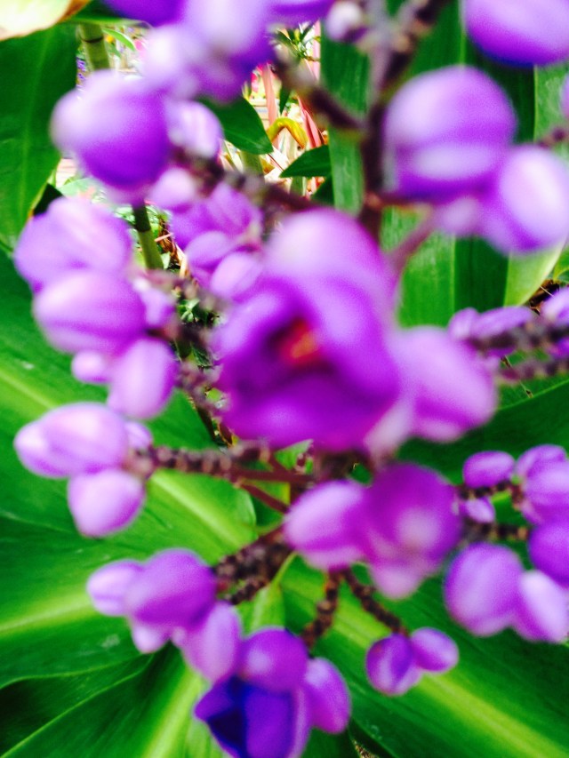 © irene waters 2014