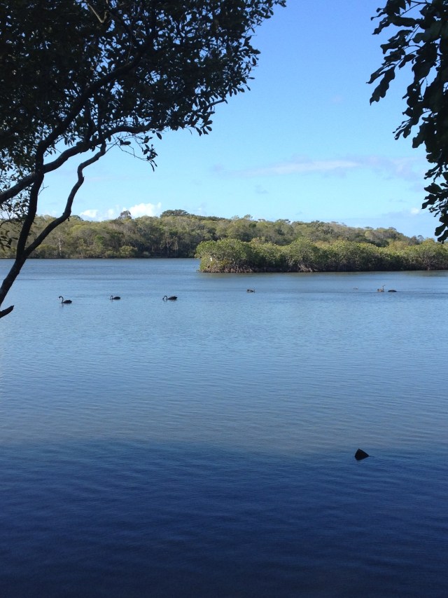 © irene waters 2014