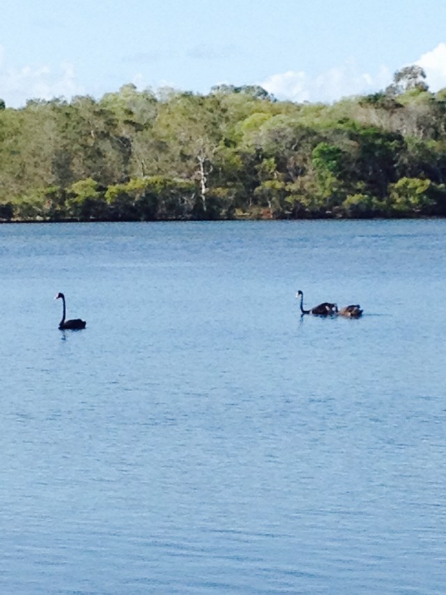 © irene waters 2014