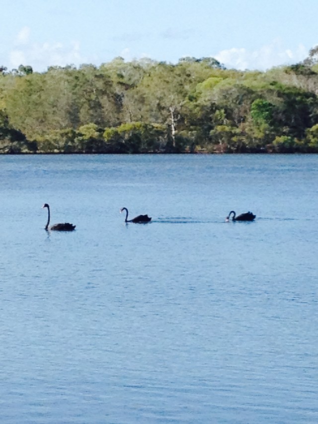 © irene waters 2014