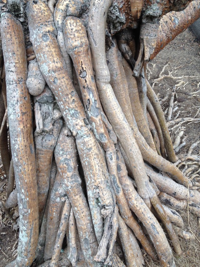 © irene waters 2014