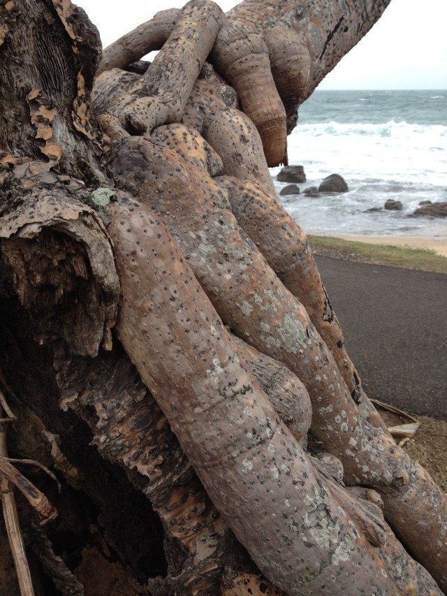 © irene waters 2014