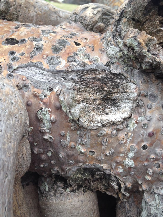 © irene waters 2014