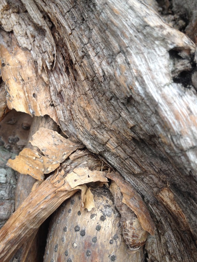 © irene waters 2014