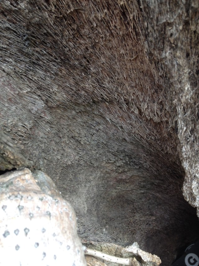 © irene waters 2014