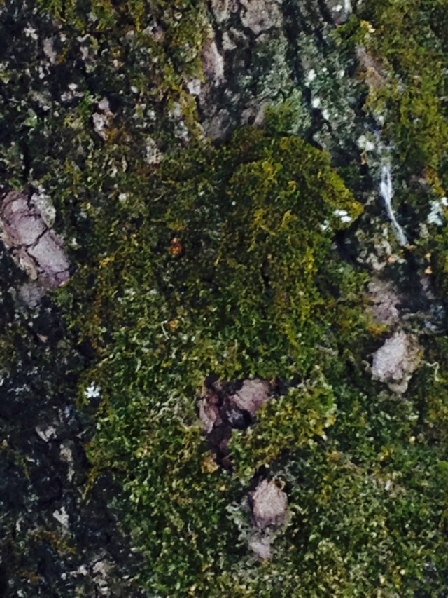 © irene waters 2014