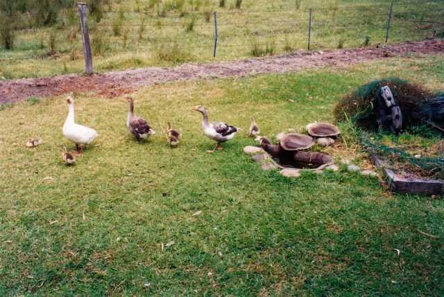 © irene waters 2014