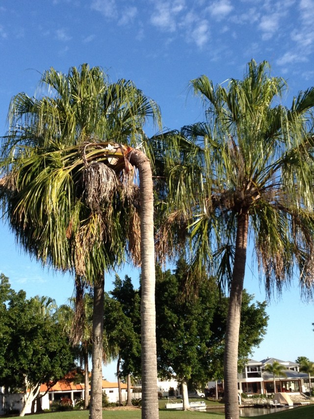 © irene waters 2014